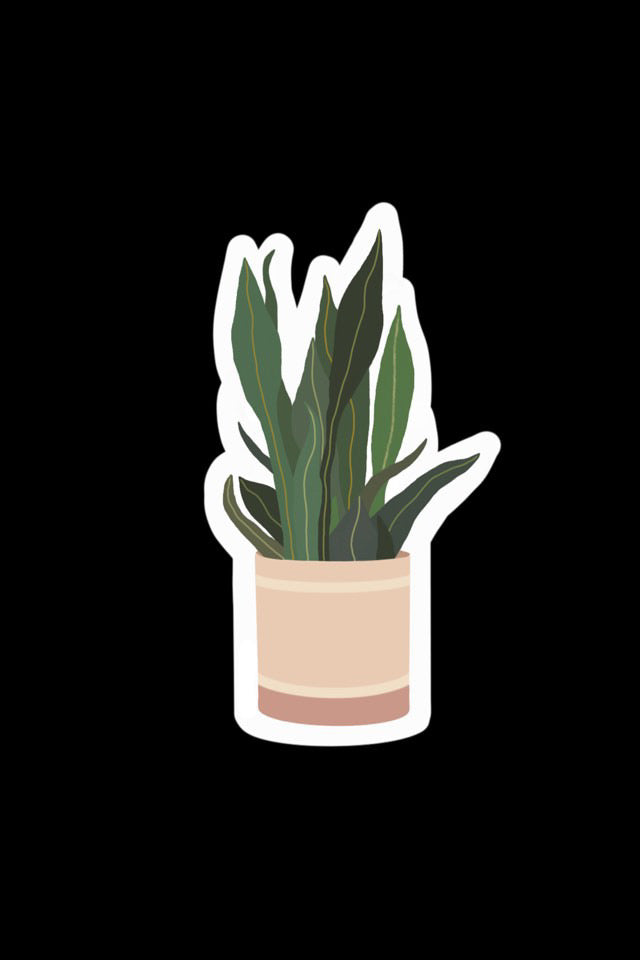 Snake Plant